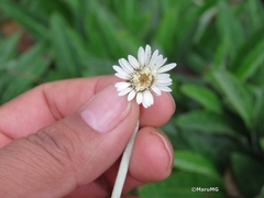 Chaptalia transiliens