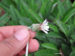 Chaptalia transiliens