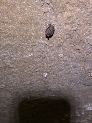 Tri-coloured Bat photographed in Indiana