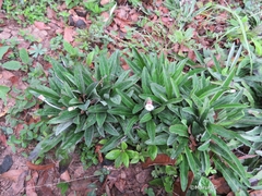 Chaptalia transiliens