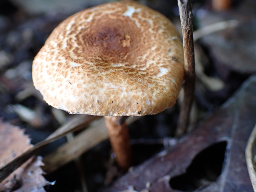 Lepiota castanea