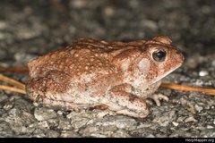 Anaxyrus americanus charlesmithi