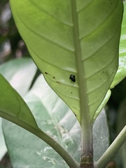 Aphthona strigosa