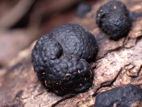 Annulohypoxylon truncatum