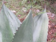 Agave salmiana crassispina
