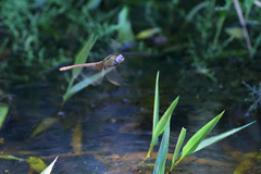 Coryphaeschna perrensi