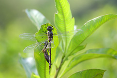 Coryphaeschna adnexa