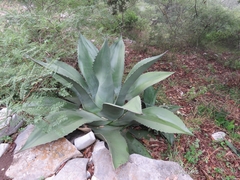 Agave salmiana crassispina