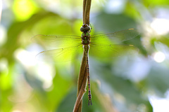 Coryphaeschna adnexa