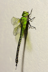 Coryphaeschna adnexa