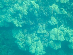 Porites lobata