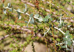Ceanothus leucodermis