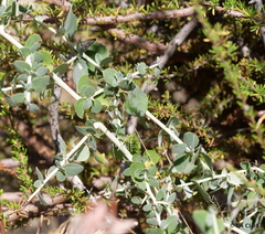 Ceanothus leucodermis