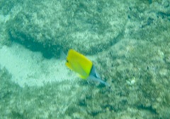Forcipiger longirostris