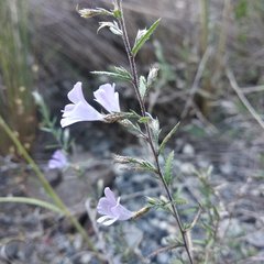 Loeselia coerulea