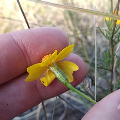 Tagetes linifolia