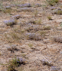 Eriastrum densifolium