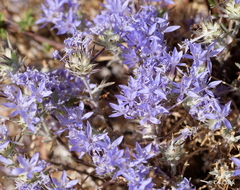 Eriastrum densifolium