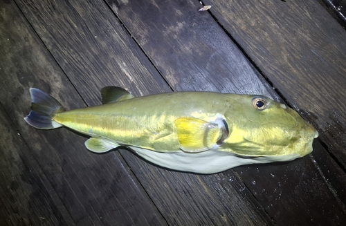Gladde kogelvis (Lagocephalus inermis) — Tetraodontidae — 2