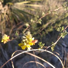 Dalea lutea