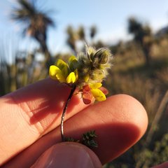 Dalea lutea