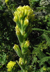Castilleja wightii