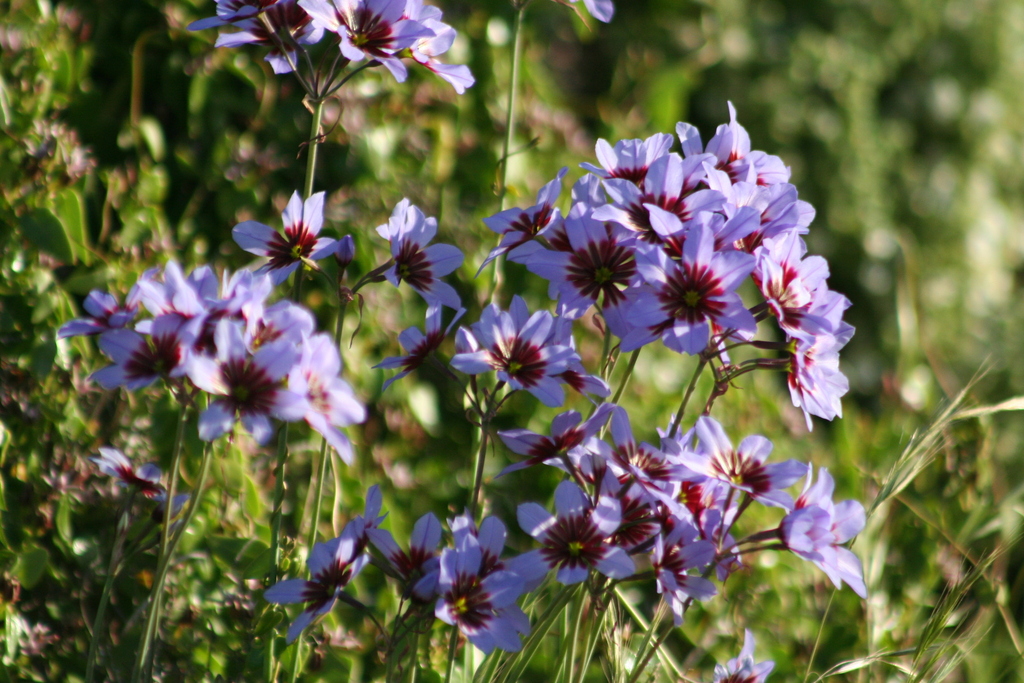 Leucocoryne purpurea; photograph (c) Lucas Illanes, some rights reserved (CC BY)