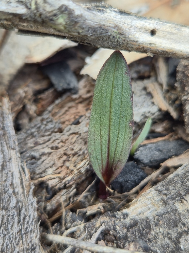 Caleana disjuncta
