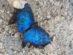 Morpho helenor montezuma