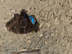 Morpho helenor montezuma