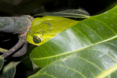 Phyllomedusa burmeisteri