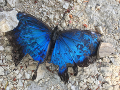 Morpho helenor montezuma