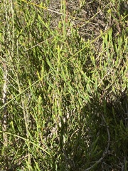 Melaleuca hamulosa