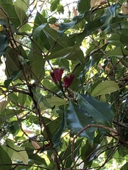 Syzygium aromaticum