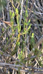 Melaleuca hamulosa