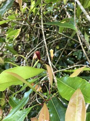 Syzygium aromaticum