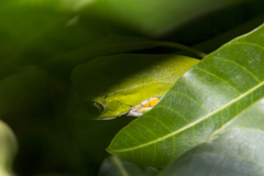 Phyllomedusa burmeisteri