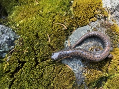 Leprous False Brook Salamander photo 4