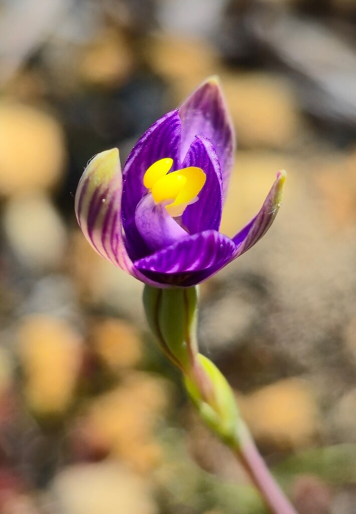 Thelymitra matthewsii