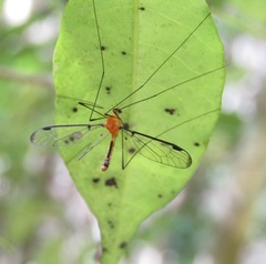 Aurotipula clara