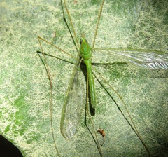 Leptotarsus virescens