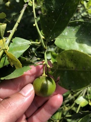 Citrus × microcarpa