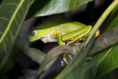 Phyllomedusa burmeisteri