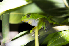 Phyllomedusa burmeisteri