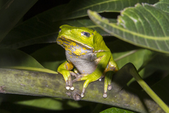 Phyllomedusa burmeisteri