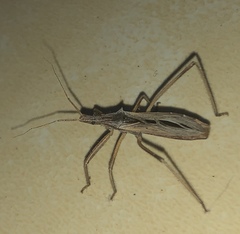 Stenopoda