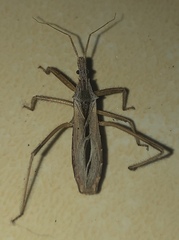 Stenopoda