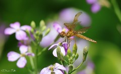Perithemis icteroptera
