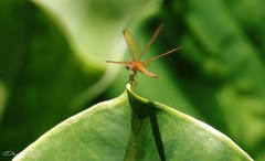 Perithemis icteroptera