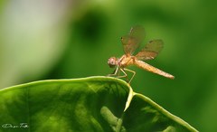 Perithemis icteroptera